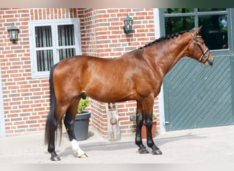 Oldenburger, Ruin, 3 Jaar, 166 cm, Bruin