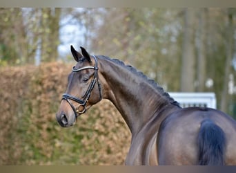 Oldenburger, Ruin, 3 Jaar, 166 cm, Bruin