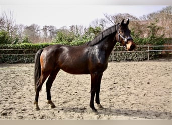 Oldenburger, Ruin, 3 Jaar, 166 cm, Donkerbruin