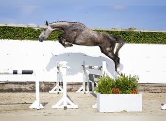 Oldenburger, Ruin, 3 Jaar, 166 cm, Schimmel