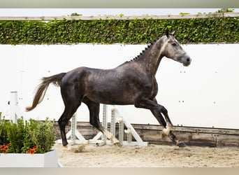 Oldenburger, Ruin, 3 Jaar, 166 cm, Schimmel