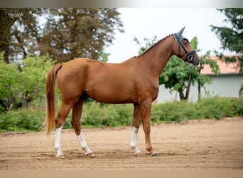 Oldenburger, Ruin, 3 Jaar, 166 cm, Vos