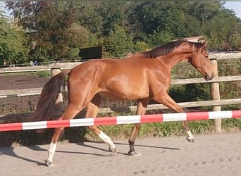Oldenburger, Ruin, 3 Jaar, 167 cm, Bruin