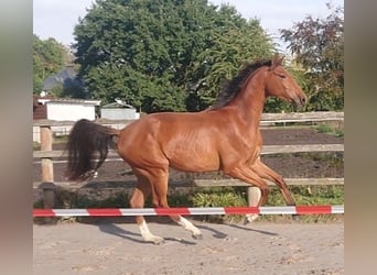Oldenburger, Ruin, 3 Jaar, 167 cm, Bruin