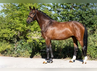 Oldenburger, Ruin, 3 Jaar, 167 cm, Donkerbruin