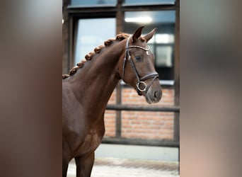 Oldenburger, Ruin, 3 Jaar, 167 cm, Donkere-vos