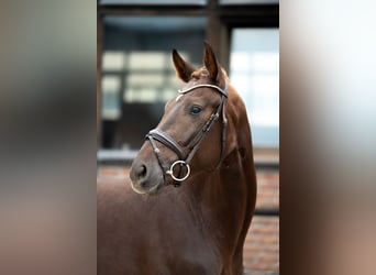 Oldenburger, Ruin, 3 Jaar, 167 cm, Donkere-vos