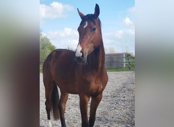 Oldenburger, Ruin, 3 Jaar, 168 cm, Bruin