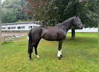 Oldenburger, Ruin, 3 Jaar, 168 cm, Zwart