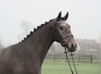 Oldenburger, Ruin, 3 Jaar, 168 cm, Zwartschimmel