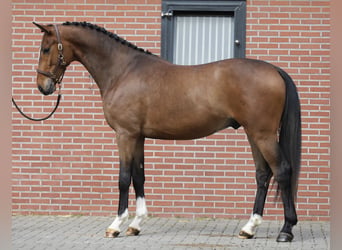 Oldenburger, Ruin, 3 Jaar, 169 cm, Bruin