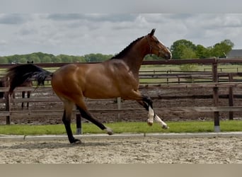 Oldenburger, Ruin, 3 Jaar, 169 cm, Bruin