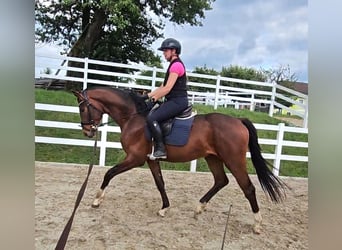 Oldenburger, Ruin, 3 Jaar, 169 cm, Bruin
