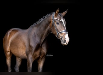 Oldenburger, Ruin, 3 Jaar, 169 cm, Donkerbruin