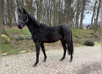 Oldenburger, Ruin, 3 Jaar, 169 cm, Donkerbruin