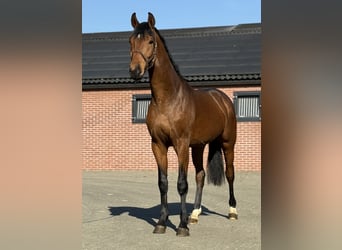 Oldenburger, Ruin, 3 Jaar, 170 cm, Bruin