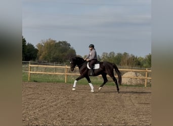 Oldenburger, Ruin, 3 Jaar, 170 cm, Donkerbruin