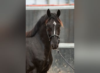 Oldenburger, Ruin, 3 Jaar, 170 cm, Donkere-vos