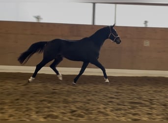 Oldenburger, Ruin, 3 Jaar, 172 cm, Donkerbruin