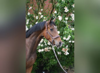 Oldenburger, Ruin, 3 Jaar, 174 cm, Bruin