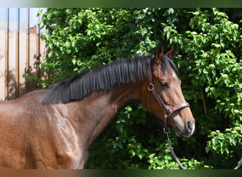 Oldenburger, Ruin, 3 Jaar, 174 cm, Bruin