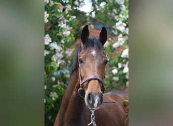 Oldenburger, Ruin, 3 Jaar, 174 cm, Bruin