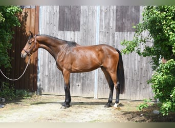 Oldenburger, Ruin, 3 Jaar, 174 cm, Bruin