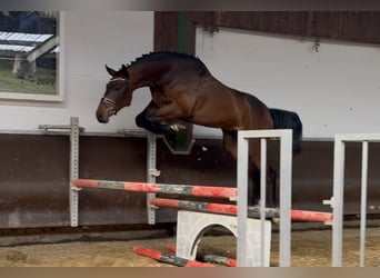 Oldenburger, Ruin, 3 Jaar, Bruin