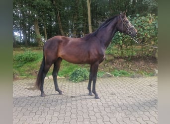 Oldenburger, Ruin, 3 Jaar, Donkerbruin