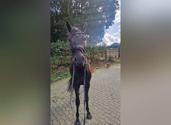 Oldenburger, Ruin, 3 Jaar, Donkerbruin