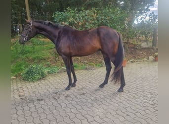Oldenburger, Ruin, 3 Jaar, Donkerbruin