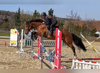 Oldenburger, Ruin, 4 Jaar, 161 cm, Bruin