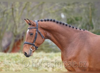 Oldenburger, Ruin, 4 Jaar, 161 cm, Bruin