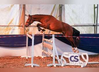 Oldenburger, Ruin, 4 Jaar, 161 cm, Bruin