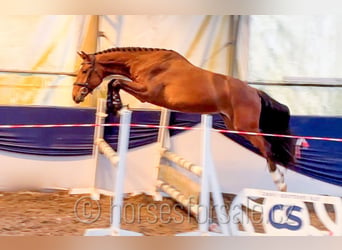 Oldenburger, Ruin, 4 Jaar, 161 cm, Bruin