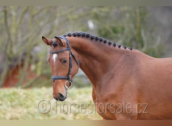 Oldenburger, Ruin, 4 Jaar, 161 cm, Bruin