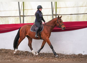 Oldenburger, Ruin, 4 Jaar, 161 cm, Bruin