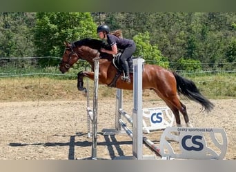 Oldenburger, Ruin, 4 Jaar, 161 cm, Bruin