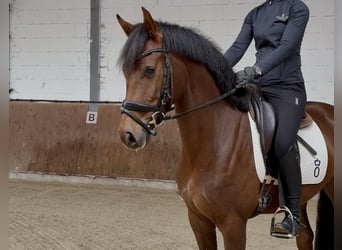 Oldenburger, Ruin, 4 Jaar, 162 cm, Donkere-vos