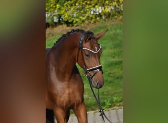 Oldenburger, Ruin, 4 Jaar, 163 cm, Bruin