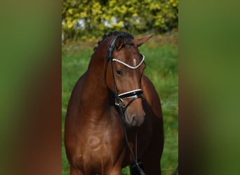 Oldenburger, Ruin, 4 Jaar, 163 cm, Bruin