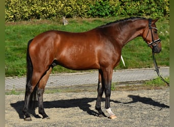 Oldenburger, Ruin, 4 Jaar, 163 cm, Bruin