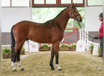 Oldenburger, Ruin, 4 Jaar, 164 cm, Bruin