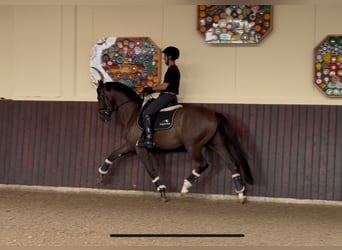 Oldenburger, Ruin, 4 Jaar, 164 cm, Donkere-vos