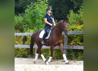 Oldenburger, Wallach, 4 Jahre, 164 cm, Fuchs