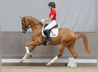 Oldenburger, Ruin, 4 Jaar, 165 cm, Donkere-vos