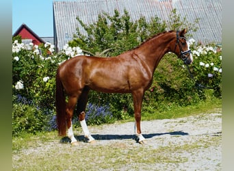 Oldenburger, Ruin, 4 Jaar, 165 cm, Donkere-vos