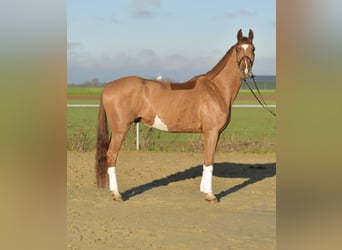 Oldenburger, Ruin, 4 Jaar, 165 cm, Vos