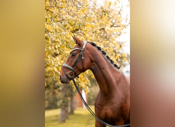 Oldenburger, Ruin, 4 Jaar, 166 cm, Bruin