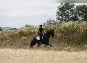 Oldenburger, Ruin, 4 Jaar, 166 cm, Donkerbruin